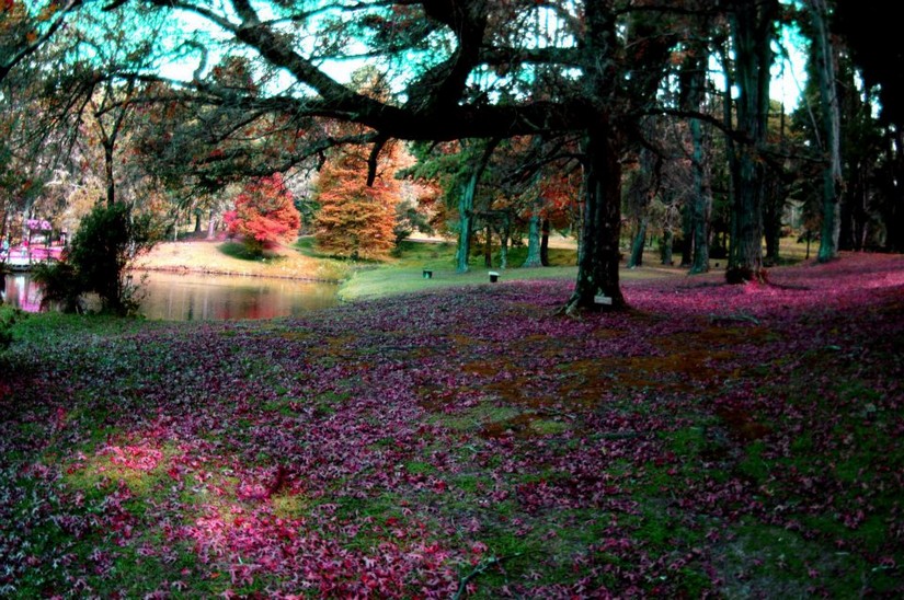 Horto Florestal de Campos do Jordao